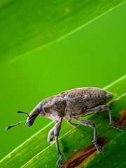 Rough Texture! Snouted Beetles Pest on Leaves, For Agricultural Content