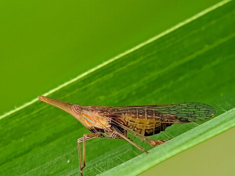 Patterned Wings! Planthopper Cicadellidae on a Leaf, For Entomological Study
