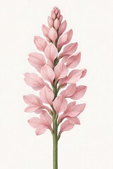 Pink Lupine Bloom