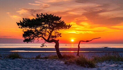 A solitary pine tree stands sentinel on a beach at sunset
