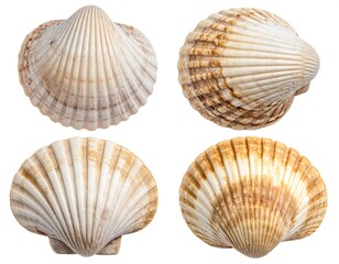 Four seashells, top and bottom views