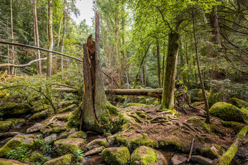 Fototapeta premium Megalith Steine im Höllbachtal im Naturschutzgebiet bei dem Rundwanderweg in Rettenbach bei Falkenstein in Bayern, Deutschland