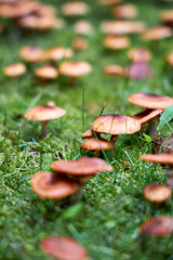 Cluster of wild mushrooms growing on green moss in autumn forest. Natural texture background, seasonal fungi concept, perfect for ecology, biology, food, and forest themes