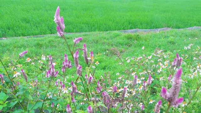 Rice checks, where weeds grow on the outskirts and on the boundaries of fields. It looks like eastern knotgrass (Polygonum orientate)