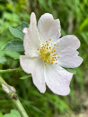 Hagebutte (Rosa canina)