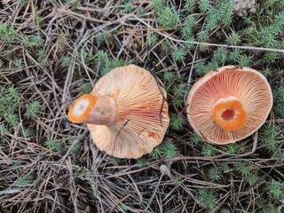 Lactifluus volemus (Carrot milkcap) mushroom growing in the woods edible wild mushroom in Russia