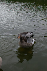 Ducks swimming peacefully in a serene lake in Denmark during a cloudy day
