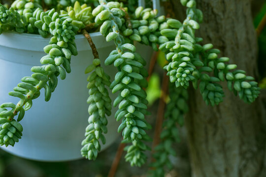 Sedum morganianum, the donkey tail or burro's tail, is a species of flowering plant in the family Crassulaceae, native to southern Mexico. It is a succulent perennial producing trailing stems up to 60