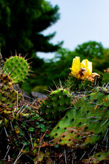 Cactus blooms vibrantly in a Danish garden under clear skies during spring time