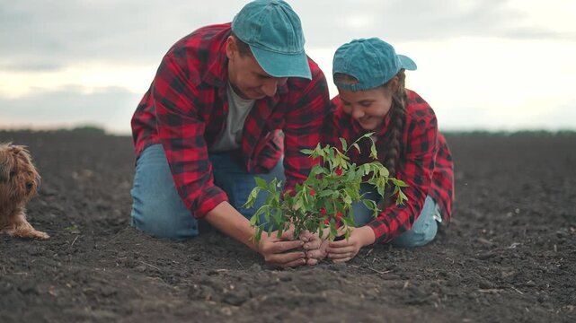 Planting green sapling in soil with child. Father holds plant while daughter assists. Growth begins in nature. Outdoor field shows nature. Farmer role in child learning. Planting helps nature growth.