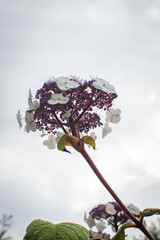 Colorful blooming hydrangea flower captured in Denmark, showcasing stunning violet and white petals under cloudy sky