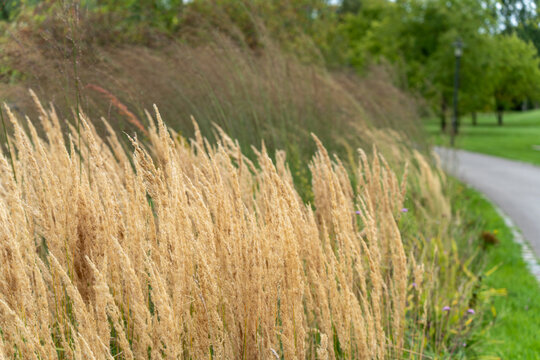 Ornamental grass, Calamagrostis species likely. Tall golden ornamental grasses sway in the wind. Their feathery plumes create a soft texture against the park path.