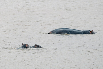 hippopotamus in the pond, family of hippos in water.