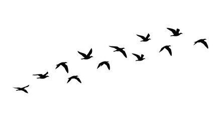 A flock of birds in flight against a white background silhouette