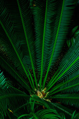 Exploring the vibrant greenery of Denmark's botanical gardens in a peaceful setting