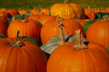 pumpkins in a field