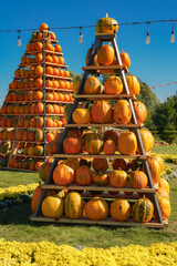 orange pumpkin patch