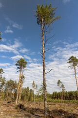 Obraz premium forest during the cutting down of pine trees to obtain wood for construction and other purposes, part of the felled pine forest with tall trees for industrial use of wood