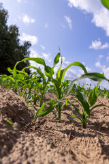 field with immature green corn in the summer season in cloudy weather, a field with green corn before ripening against a blue cloudy sky
