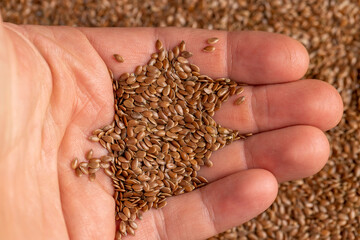 flax seeds close-up, for sowing, a large number of light brown flax seeds for a new crop or germination for nutrition