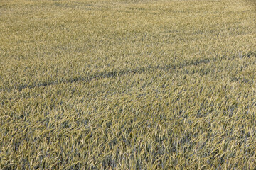 agricultural field with green unripe wheat grains in the summer, monocultural field for grain production and provision of food for the population