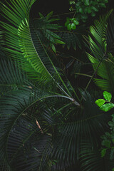 Lush green foliage in a dense forest of Denmark showcasing nature's vibrant beauty