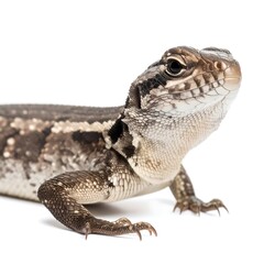 Naklejka premium Close-up of a lizard with mottled gray and brown scales