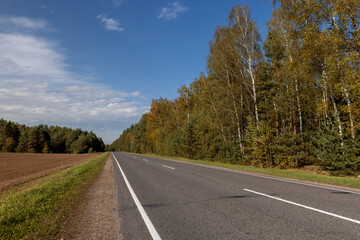 an asphalt road and the foliage of birch trees falling in autumn , tall birches with yellow foliage during leaf fall against a sky background