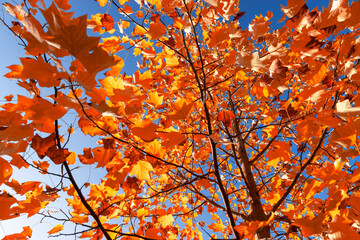 red foliage of the tulip tree in the autumn season, bright sunny weather in the park with beautiful yellow leaves on the branches of the tree, against the clear blue sky