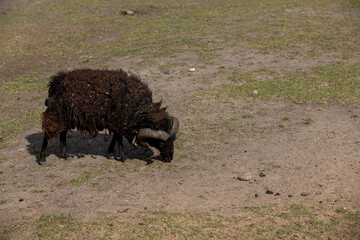 Fototapeta premium An old black sheep with big horns and black fur eats grass in the pasture, one black sheep while eating rare green grass, daylight hours in the summer