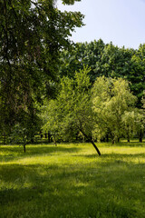 Obraz premium different tree species with fresh green foliage growing in the mixed park in the summer, deciduous trees with green foliage in sunny summer weather