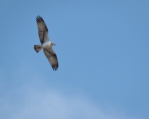Osprey (Pandion haliaetus) soaring in marsh habitat, Devon
