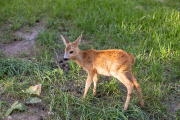 A small baby roe deer in the green grass in the summer, a beautiful little roe deer walks and eats juicy green grass in the summer season in sunny warm weather