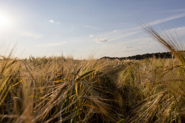 Obraz premium production of agricultural rye plants in eastern Europe during sunset