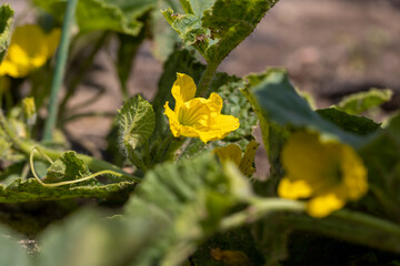flowering of small yellow melon flowers in the field, green foliage and melon flowers for food, a plant on fertile soil in a cold climate