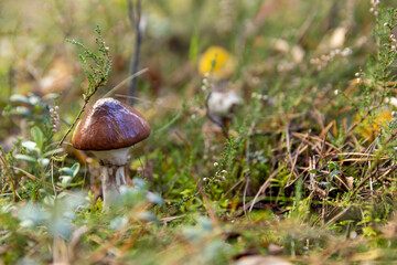 autumn forest with mushrooms and yellowing foliage of trees, wildlife with plants, shrubs and mushrooms in the autumn season