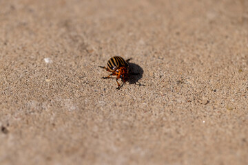 A Colorado potato beetle crawling along a concrete road in the summer of the year in sunny weather, a lone Colorado potato beetle along the road