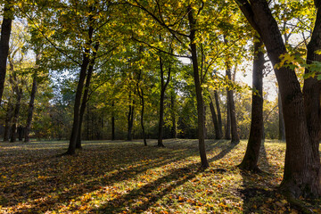 Fototapeta premium Beautiful autumn park with yellow leaves on tall trees in sunny weather in the autumn season, beautiful tall yellow maple trees with bright sunlight illuminating the yellowing trees behind