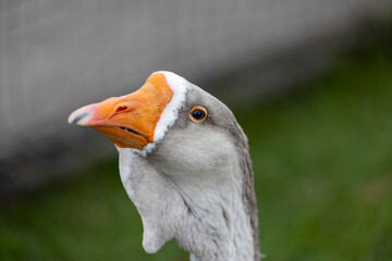 goose while grazing on the green grass in the park, white and gray plumage of a domestic goose on the green grass in summer during cloudy weather