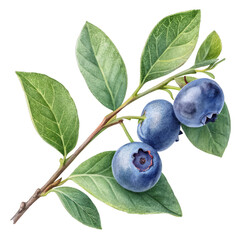 Watercolor branch with blueberries and leaves isolated on a transparent background blueberry fruit