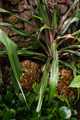 Vibrant green plants flourishing against a stone wall in Denmark's natural beauty