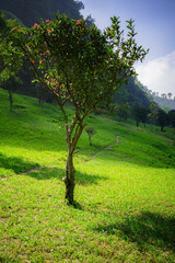 Fototapeta premium A green field surrounded by trees on a hot day with green hills in the background. A high-quality photo of a grassy area with a few trees in an untouched and pristine forest.