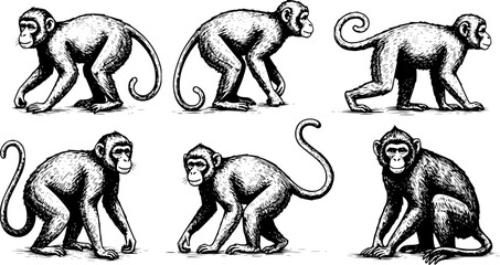 Sketched set of monkey silhouettes isolated

