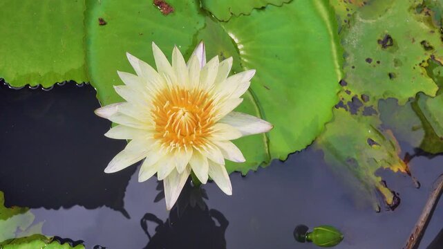 Colorful water lilies (Nymphaea nouchali) (star lotus, Nil Manel) in decorative ponds in Vietnam