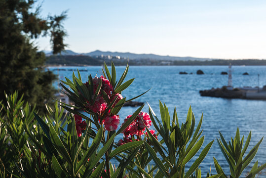 Serene coastal view on Crete with pink flowers, turquoise sea, a lighthouse on a breakwater, distant hills, and a faint outline of a town.