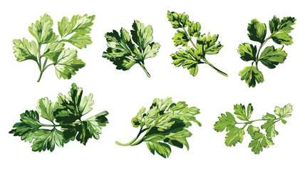 Obraz premium Fresh Parsley Collection with Vector Illustration for Culinary Designs