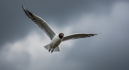Obraz premium Seagull in flight against cloudy sky