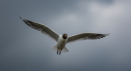 Fototapeta premium Seagull in flight against cloudy sky
