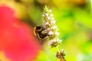 Bumblebee on flower with blurred background in summer nature