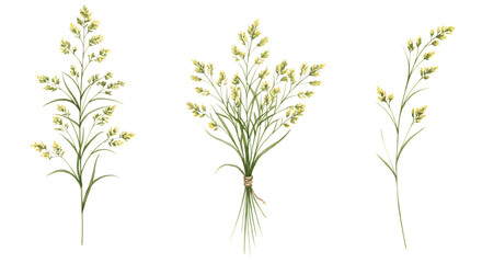 Fototapeta premium Illustration of three watercolor illustrations of wild grass stalks with yellow flowers, isolated on transparent background